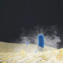 اتو بخار میجیا مدل ZYGTJ01KL